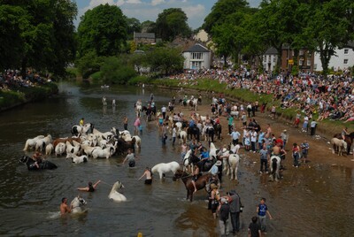 washing the horses in the River Eden at Appleby Horse Fair