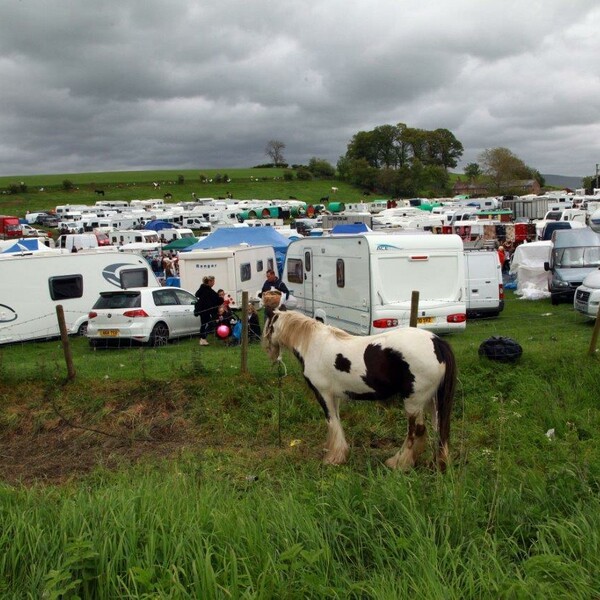 Horses head