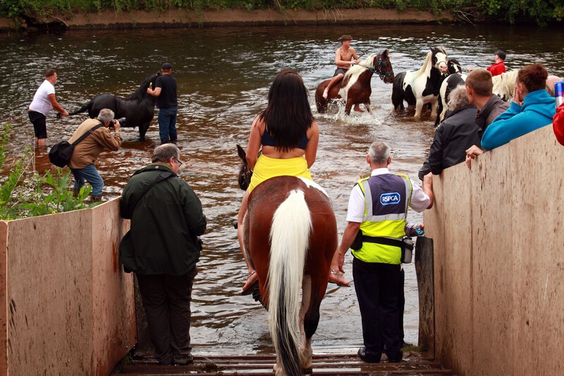 Horses bum