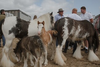 Kent Horse Fair Thrives as Visitor Numbers and Stallholders Soar