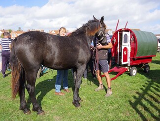 Bridgwater Horse Fair Draws Its Biggest Turnout in Years  — a community report by John
