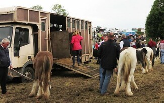 Travelling horses – Help your horse on the journey to Appleby!