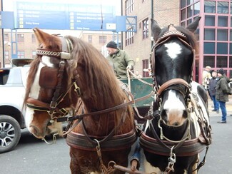 London Xmas horse drive