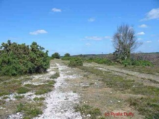 road in New Forest