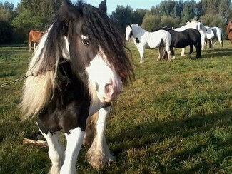 Horse-drawn New Traveller “reassured” by anti-horse tethering campaigners – but concerns remain