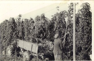 Hop picking at Yarkhill Farm early 1970’s