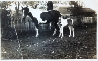A couple of Chris Smith's family horses in the 1970's 