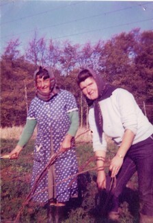 Elizabeth (Betty) Smith and Doreen Scott- hop bine cutting, Yarkhill Farm, early 1970’s