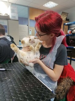 girl handles a rabbit