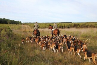 Hare Coursing