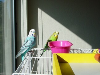 Budgies are not included in the new proposed licensing laws. Photograph by anna saccheri, CC BY-SA 2.0 <https://creativecommons.org/licenses/by-sa/2.0>, via Wikimedia Commons