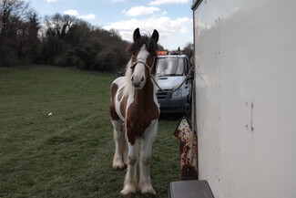 Horse Fair