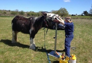 Picture: Redwings Horse Sanctuary attend Appleby Horse Fair every year