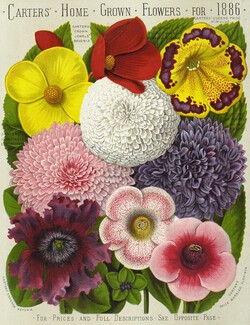 Flower seed catalogue dated 1886. Surrey History Centre collection number 3043/VOL7 POSTER