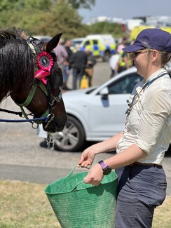 Apache drinking water from Welfare Vet Roxanne at Appleby Fair 2023