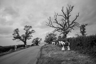 A stunning portrait of Appleby Fair 2026 - a photo series by Guilhem Seguin