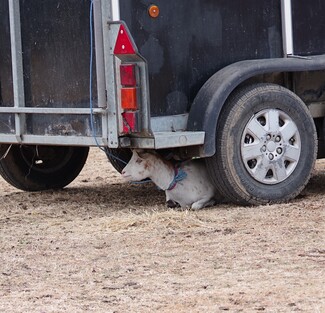 Herts Horse Fair 2026