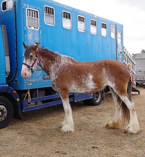 Toney Hicklin's Clydesdale