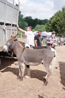 Herts Horse Fair 2026