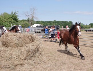 Letting off steam in the pen