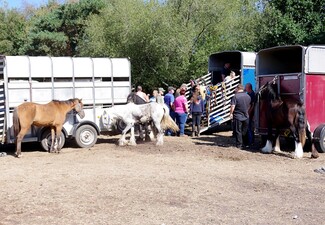 Horse & general trade field