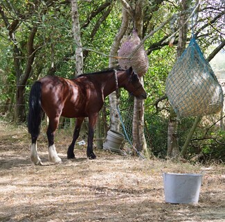 One of the horses under the shade of trees