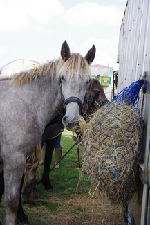 Hay nets out to keep them fed